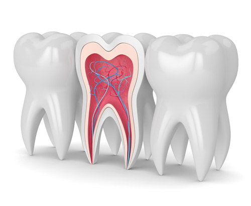 Aufbau des inneren Zahns mit Zahnwurzel